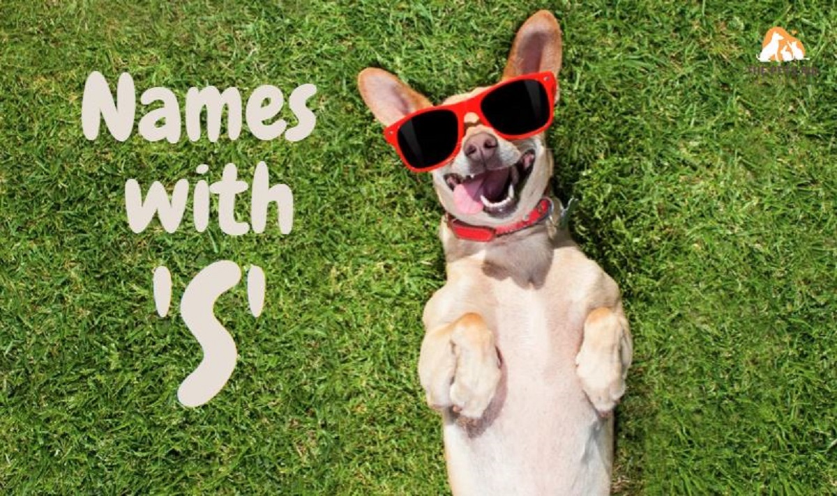 Dog Names Starting With S